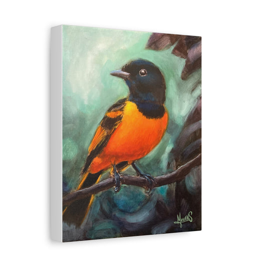 CANVAS PRINT: “Radiant Oriole”